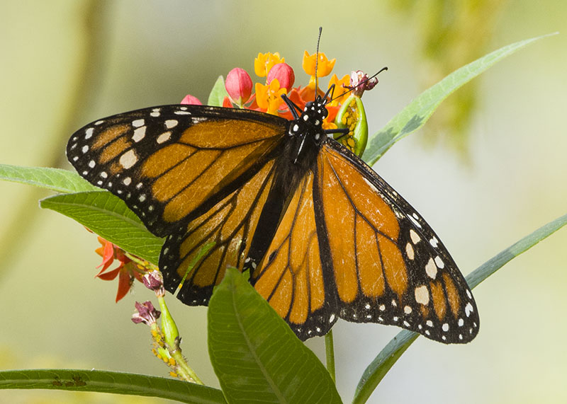 Danaus plexippus - Nymphalidae